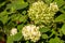 Hydrangea arborescens annabelle or smooth hydrangea shrub with white flowers turning green later in season.