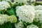 Hydrangea arborescens Annabelle white balls summer flowers.
