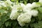 Hydrangea arborescens in garden