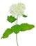 Hydrangea arborescens Hydrangea arborescens