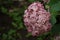 Hydrangea arborescens Incrediball Blush or Sweet Annabelle pink a corymb.