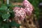 Hydrangea arborescens Incrediball Blush or Sweet Annabelle pink a corymb.