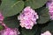 Hydrangea arborescens Incrediball Blush or Sweet Annabelle pink a corymb. smooth or wild or sevenbark, Horizontal