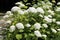 Hydrangea arborescens or Smooth hydrangea with white flowers and green foliage in garden