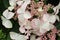 Hydrangea Aspera. Closeup of blooming white flowers and buds