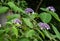 Hydrangea Aspera flowers growing in the garden.