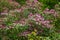 Hydrangea aspera velvet and lace