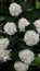 Hydrangea.Beautiful flowers. Vertical photography
