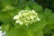 Hydrangea. Beauty in nature after the rain in the morning.