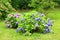 Hydrangea blooming in summer garden. Blossoming bushes of purple hydrangeas