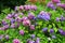 Hydrangea blooming in summer garden. Blossoming bushes of purple hydrangeas