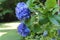 Hydrangea Blooms in the Garden