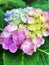 hydrangea blossom close up