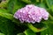 Hydrangea blossom, pink, small-flowered variety, pink Hortensia Magical, rose hydrangea with small blossoms