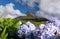 Hydrangea blossoms in front of volcano Pico, Azores Islands