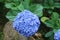 Hydrangea blue hydrangeas in summer