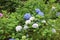 Hydrangea blue hydrangeas in summer