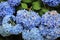 Hydrangea blue hydrangeas in summer