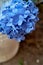 Hydrangea is blue.Macro. Floristic.