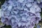 Hydrangea blue-purplish fllowers