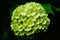 Hydrangea branch with beautiful white-green flowers