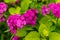 Hydrangea bright lilac flowers on a branch spring desine background flora