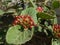 Hydrangea Buds