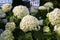 Hydrangea bush in a beautiful cottage garden