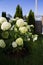 Hydrangea bush in a beautiful cottage garden