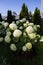 Hydrangea bush in a beautiful cottage garden