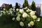 Hydrangea bush in a beautiful cottage garden
