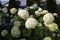 Hydrangea bush in a beautiful cottage garden