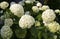 Hydrangea bush in a beautiful garden