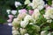 Hydrangea bush in bloom, Vanille Fraise Hydrangea with pink and white flowers in summer garden
