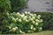 Hydrangea Bush in Full Bloom by Brick Stone Building