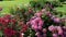 Hydrangea Bush with a lot of pink globular inflorscences