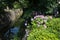 Hydrangea and Canal of fresh verdure near Ginkakuji-michi, Kyoto, Japan