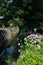 Hydrangea and Canal of fresh verdure near Ginkakuji-michi, Kyoto, Japan