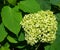 Hydrangea common names hydrangea or hortensia,
