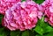 Hydrangea common names hydrangea or hortensia