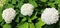 Hydrangea common names hydrangea or hortensia i