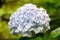 Hydrangea - Dandenong Ranges