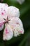 hydrangea detail blossom