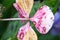 hydrangea detail blossom