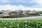 Hydrangea field against the greenhouses and plantations in the city of Da Lat in Vietnam