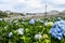 Hydrangea field against the greenhouses and plantations in the city of Da Lat in Vietnam