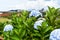 Hydrangea field against the greenhouses and plantations in the city of Da Lat in Vietnam