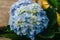 Hydrangea field against the greenhouses and plantations in the city of Da Lat in Vietnam