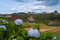 Hydrangea field against the greenhouses and plantations in the city of Da Lat in Vietnam