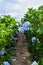 Hydrangea field against the greenhouses and plantations in the city of Da Lat in Vietnam